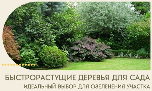 Быстрорастущие деревья для сада идеальный выбор в Хабаровске