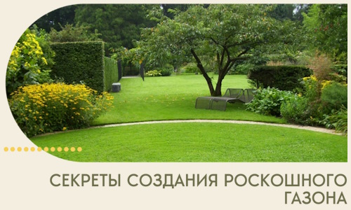 Секреты создания роскошного газона в Хабаровске